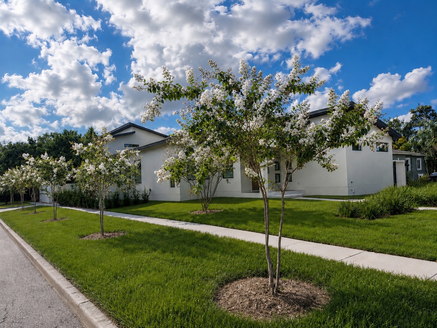 White Natchez crape myrtle trees lining a residential street in St. Petersburg, Florida
